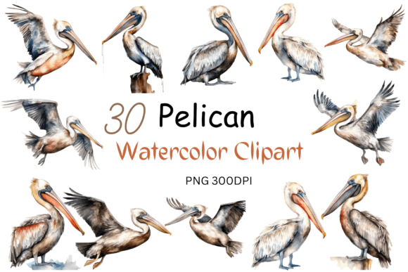 Watercolor Pelican Clipart for Crafts Branding